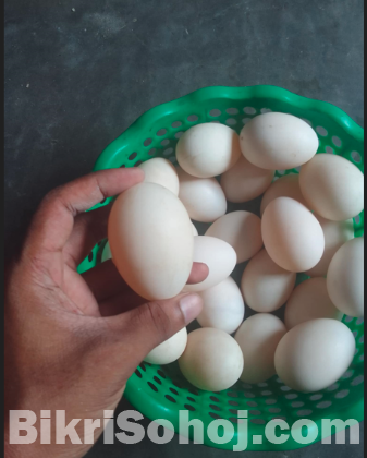 চীনা হাসের বিজ ডিম